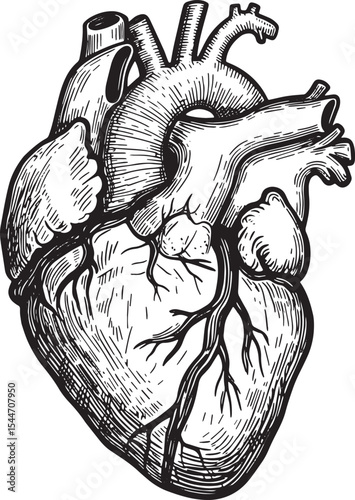 Detailed illustration of the human heart in a vintage black and