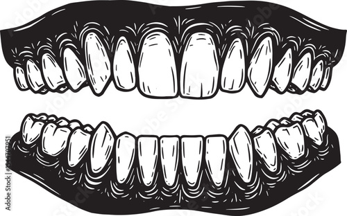 Detailed Illustration of Human Teeth Showing Healthy Gums and Wh
