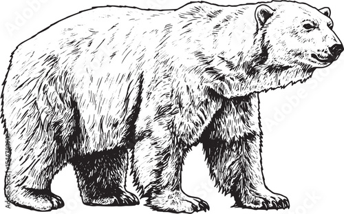 Detailed black and white illustration of a majestic polar bear o