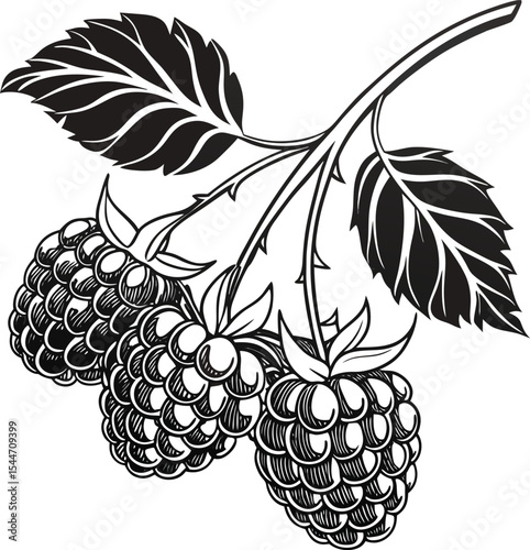 Vine-ripe grapes and blackberries, illustrated with elegant leaves and floral patterns, form a seamless vintage design of natural fruit