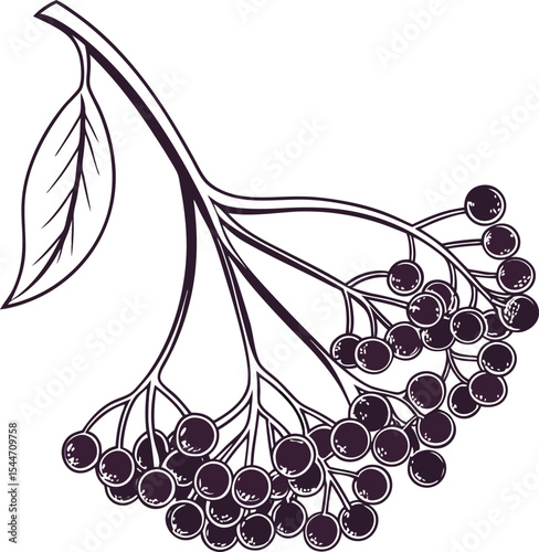 Vector illustration of a fresh black and white grape bunch, ideal for food, wine, or healthy eating themes