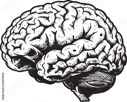Illustration of a human brain in black and white, anatomical and