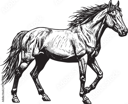 Detailed Black and White Illustration of a Horse in a Walking Po