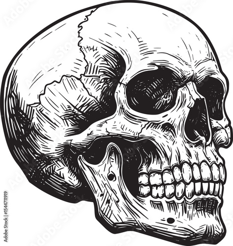 Detailed Black and White Illustration of a Human Skull on a Whit