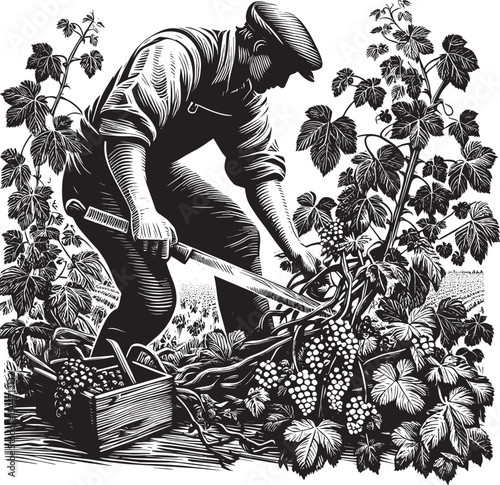 Monochrome vineyard scene depicting harvest with a skilled man c