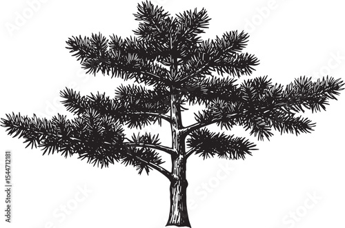 Black and white hand-drawn illustration of a coniferous tree iso