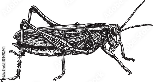 Detailed Black and White Illustration of a Grasshopper on a Whit