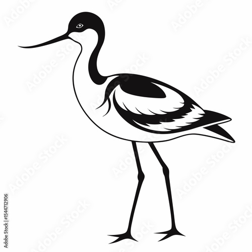 Pied avocet bird silhouette isolated on white background