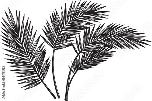Monochrome illustration of palm fronds, perfect for tropical or