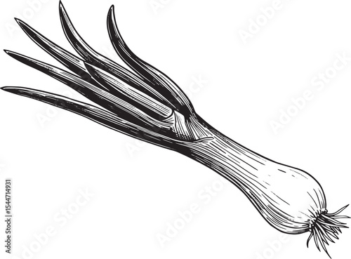 Detailed black and white illustration of a fresh green onion aga