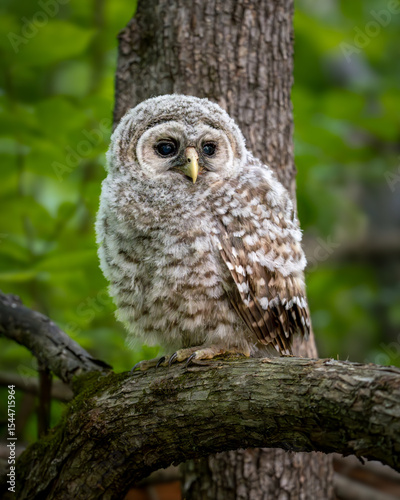 Barred owlet