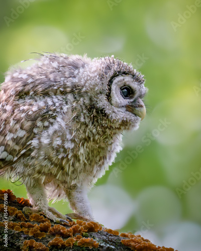Barred owlet