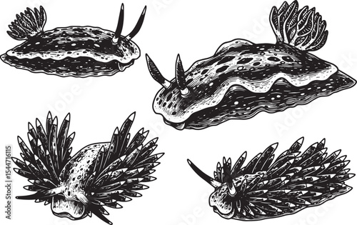 Detailed black and white illustration of four sea slugs, a marin