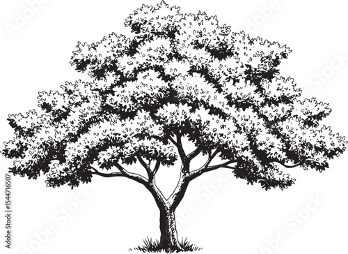 Detailed black and white illustration of a mature tree with lush