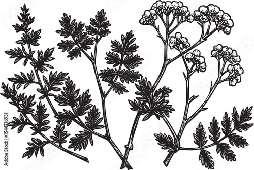 Detailed monochrome illustration of botanical plant elements wit