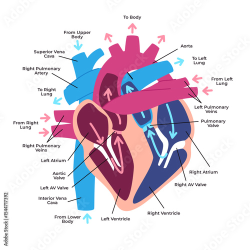 Human heart anatomy structures and blood flow pathways superior and inferior vena cava atria ventricles pulmonary arteries and veins with label