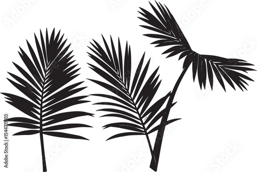 Black and White Illustration of Palm Fronds, Isolated on White B