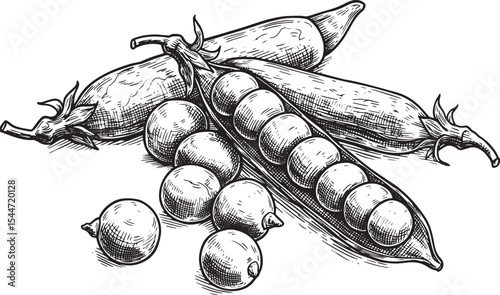 Detailed Monochrome Illustration of Freshly Picked Peas in Their