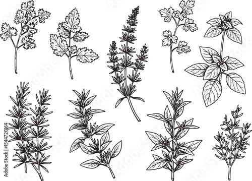 Detailed botanical illustration of various herbs and spices for