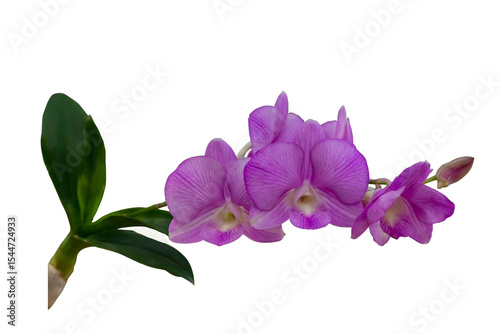 Purple and pink dendrobium orchid flower with isolated on transparent background, PNG	