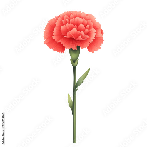 Bright red carnation flower with lush petals and green stem, symbolizing love and admiration