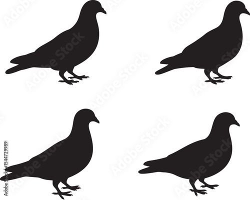 Four Black Pigeon Silhouettes White Background dove
