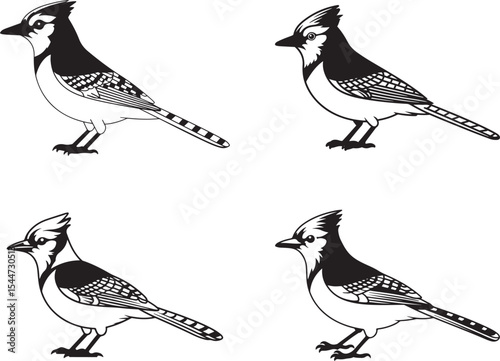 Four Blue Jay Bird Illustrations Black and White monochrome