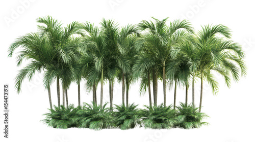 Group of Roystonea regia royal palm trees with green frondsTransparent background, PNG file