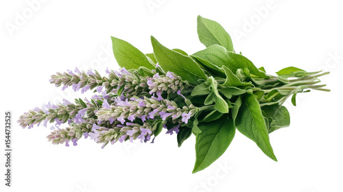 High resolution image of a small bouquet of Mexican bush sage (Salvia leucantha), perfectly cut with clear sharp focus on flowers and leaves,Transparent background, PNG file
