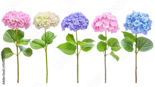 High-resolution botanical set of Hydrangea macrophylla flowers in different blooming stages, mixed colors, clean layout,Transparent background, PNG file