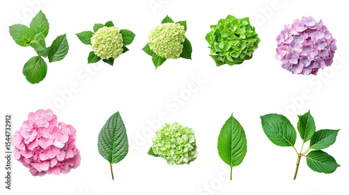 Hydrangea macrophylla mix set including blooming heads and green foliage, top view style,Transparent background, PNG file