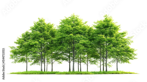 Isolated front view of multiple Metasequoia glyptostroboides trees with vibrant green color,Transparent background, PNG file