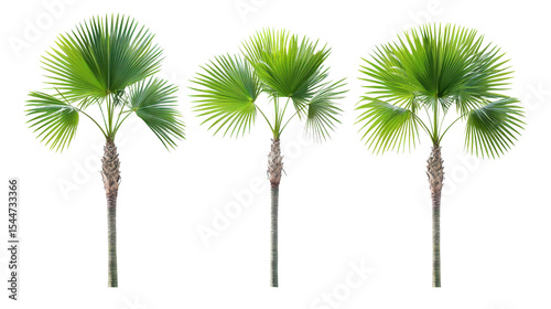 Isolated set of Sabal palms featuring symmetrical fan leaves, bright and clean front view,Transparent background, PNG file