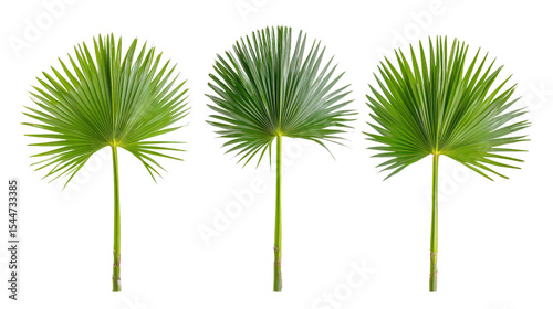 Isolated set of Sabal palms featuring symmetrical fan leaves, bright and clean front view,Transparent background, PNG file