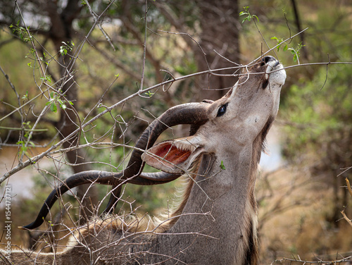 Portrait of kudu grazing in Kruger National Park, South Africa