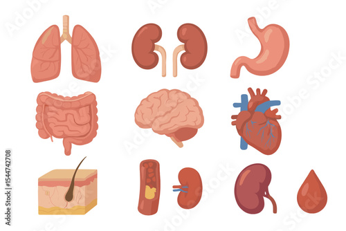 A set of vector icons featuring realistic internal human organs, including lungs, kidneys, stomach, intestines, brain, heart, spleen, liver, skin, artery, and blood, in a flat illustration style