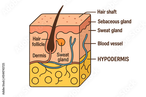 The human skin layer is depicted in vector style along with detailed component information, focusing on medical and health aspects