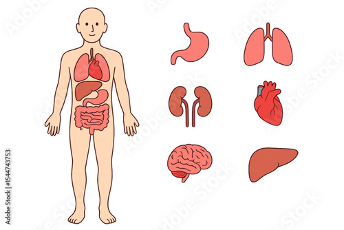 The human body consists of internal organs including the stomach, lungs, kidneys, heart, brain, and liver, as depicted in medical anatomy vector infographics