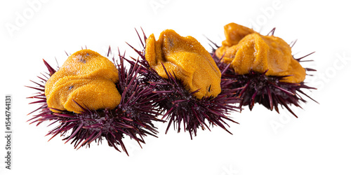Fresh sea urchin roe or uni delicacy on spiky shell, a culinary seafood ingredient for sushi and gourmet cuisine