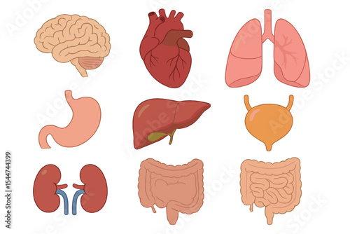 A transparent icon set featuring realistic human internal organs is available