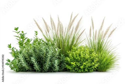 Serene garden oasis lush green plants and flowing ornamental grass in bright in white background. Generative Ai