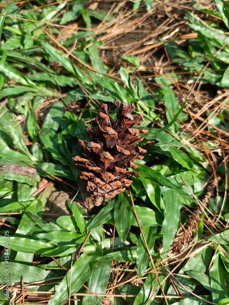 Fototapeta premium pine cones on the tree