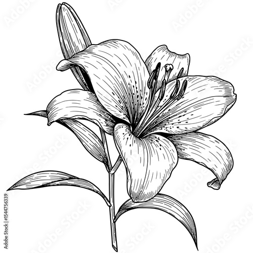 Detailed black and white hand-drawn illustration of a blooming lily flower with fine lines and intricate petal textures, ideal for botanical designs and vintage floral art.