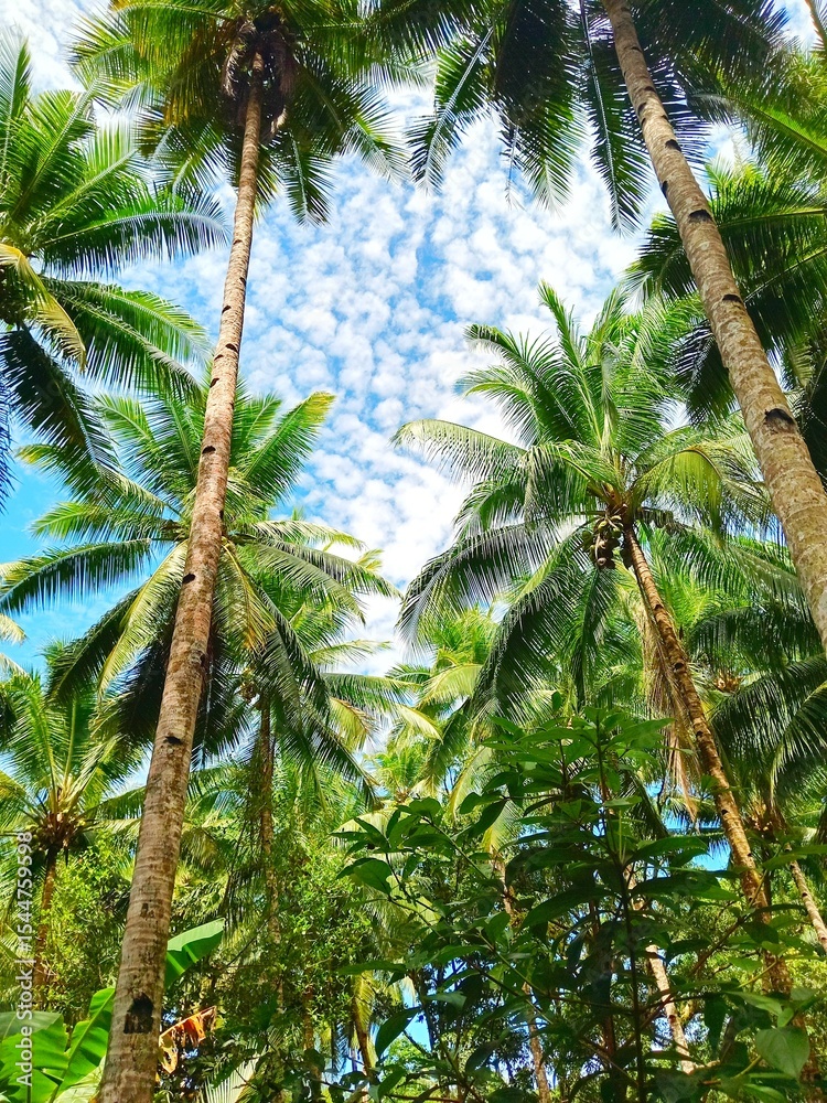 Fototapeta premium coconut palm trees
