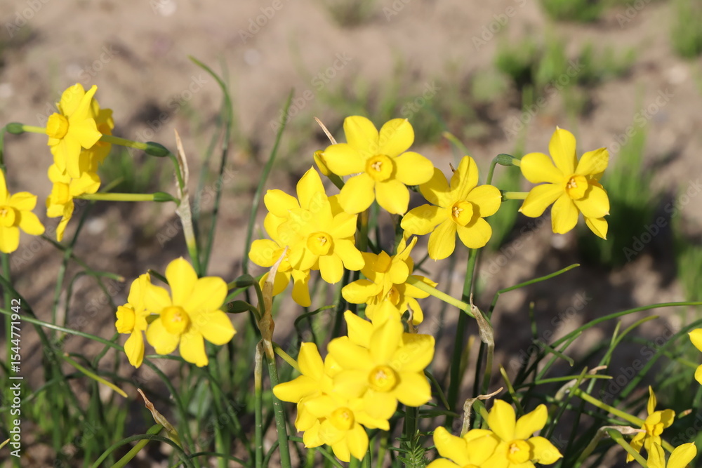 Fototapeta premium 日本の春の公園に咲くイトハスイセンの黄色い小さな花