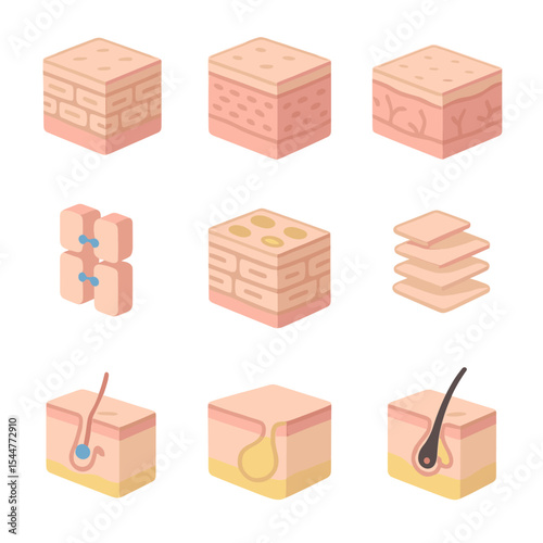 Skin Barrier Icon Set. Isometric Flat icon set of Skin Barrier Structure: stratum corneum, epidermis, dermis, hypodermis, tight