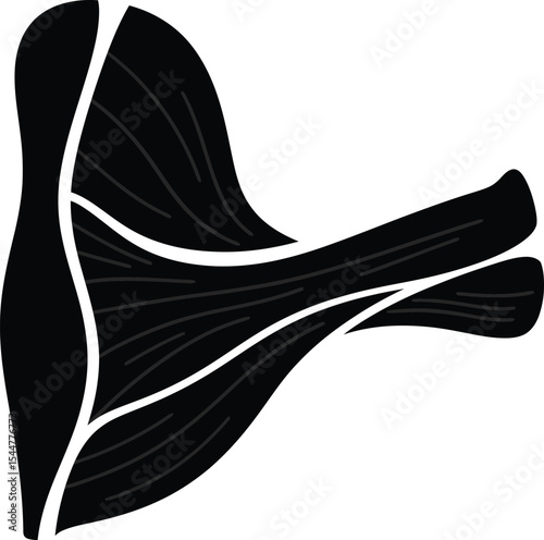Anatomical Illustration Human Shoulder Muscle Structure