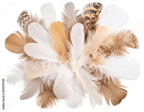 feather on white background