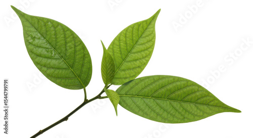 Wallpaper Mural Green leaves on a tree branch isolated PNG with Transparent Background Torontodigital.ca