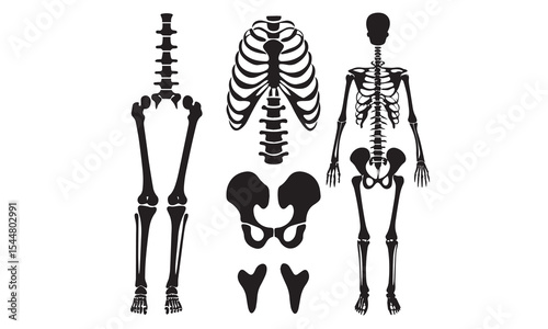 Anatomical human skeleton, in three positions